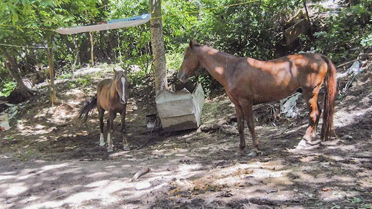 Caballos Acapulco